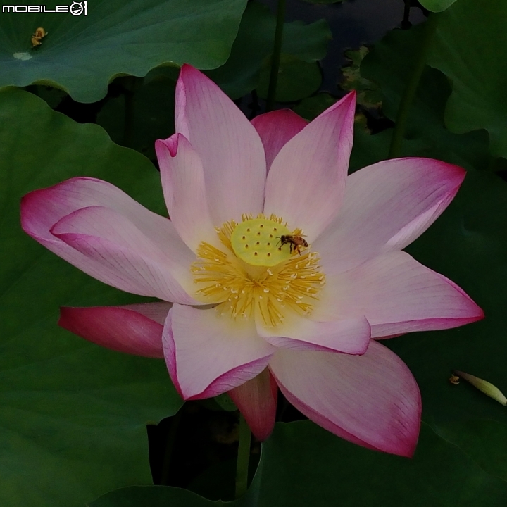大花紫薇+蓮花+朱蕉 台南市永康公園6月8號
