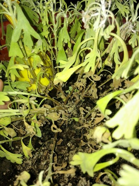 芙蓉枯了~~還有的救嗎