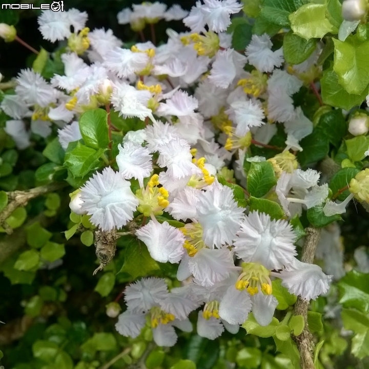 大花紫薇+蓮花+朱蕉 台南市永康公園6月8號