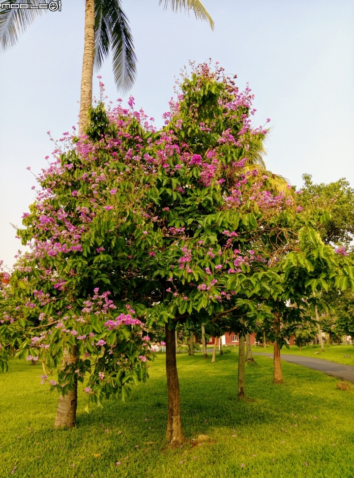 大花紫薇+蓮花+朱蕉 台南市永康公園6月8號