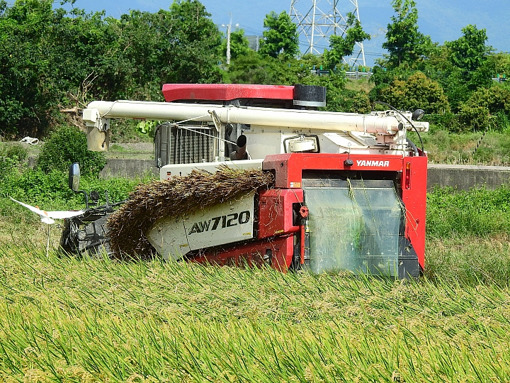 其實農村也是很忙的：梅雨另一波鋒面到達前，稻田裏忙碌收割景象。
