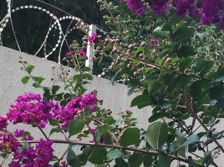 請問紫色小花名稱?