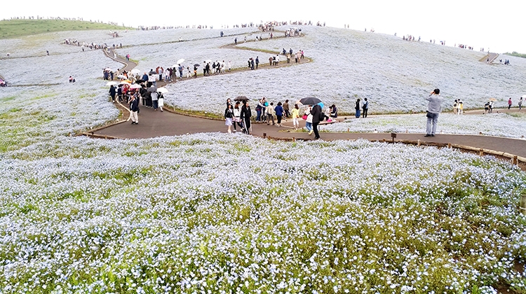 【茨城也有世界絕景！】拼死也要去看超夢幻藍色粉蝶花海
