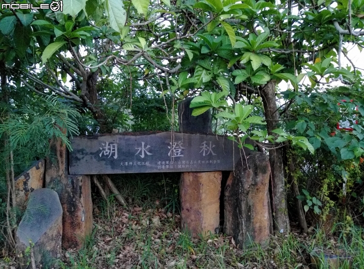 穗花棋盤腳-夏夜的煙火 關廟區大潭埤旺萊公園2017 6月5號