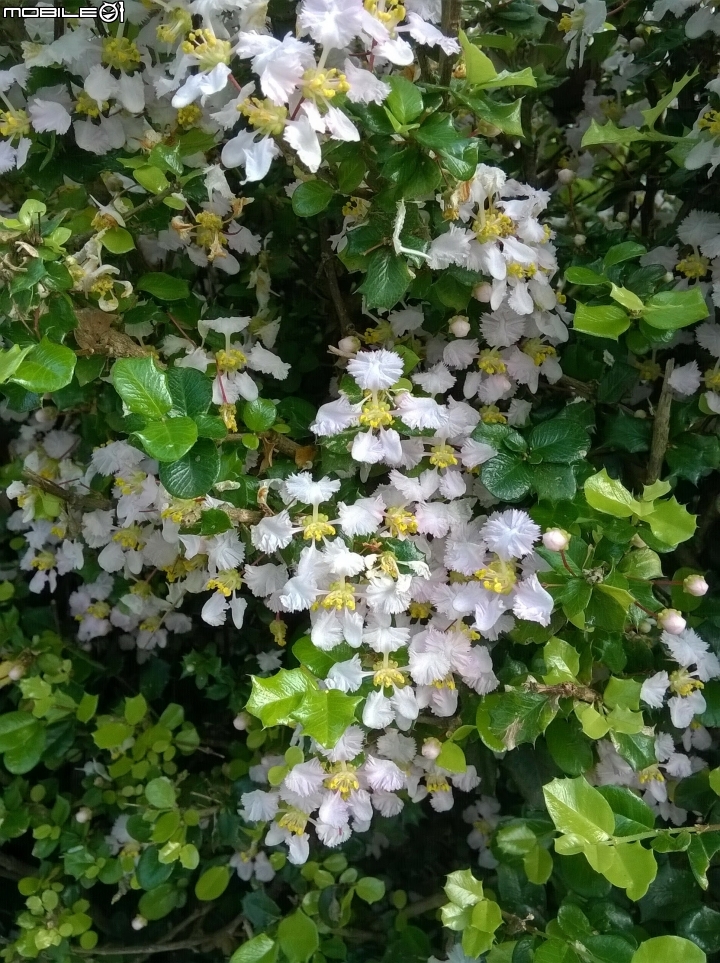 大花紫薇+蓮花+朱蕉 台南市永康公園6月8號