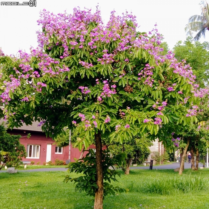 大花紫薇+蓮花+朱蕉 台南市永康公園6月8號