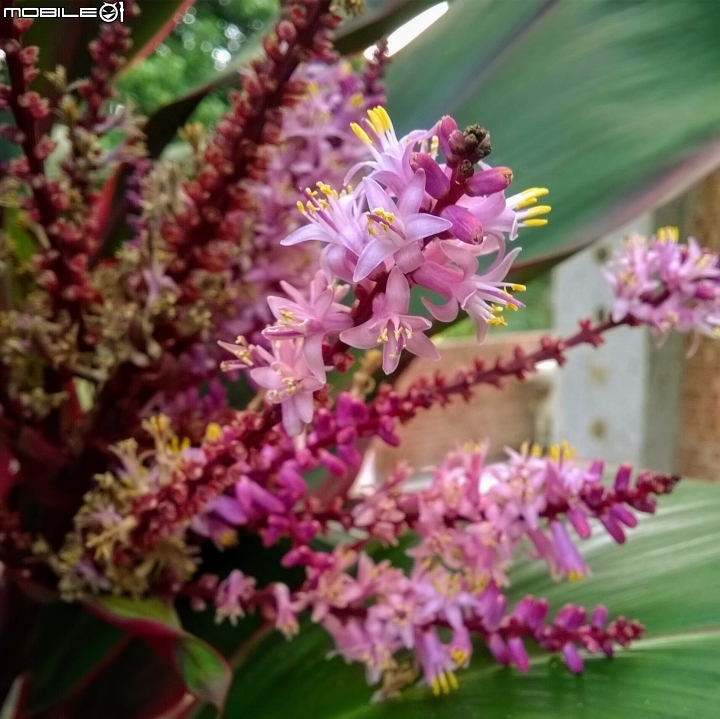 大花紫薇+蓮花+朱蕉 台南市永康公園6月8號