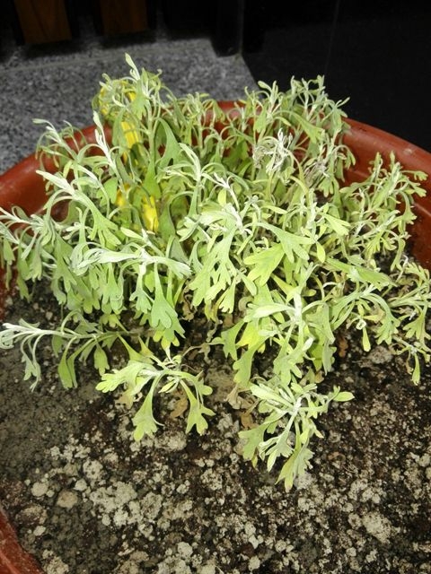 芙蓉枯了~~還有的救嗎