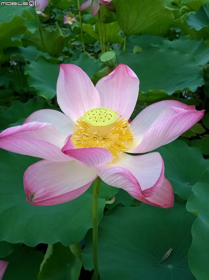 大花紫薇+蓮花+朱蕉 台南市永康公園6月8號