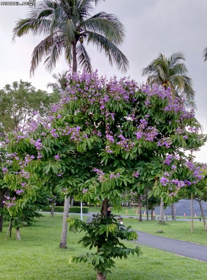 大花紫薇+蓮花+朱蕉 台南市永康公園6月8號