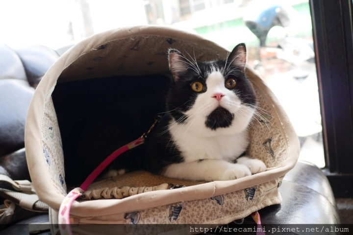 【食記】高雄Good Partner好夥伴咖啡(雙慈店)-必拍玫瑰花牆，吃完早午餐網紅換你當！南高雄最美寵物友善餐廳