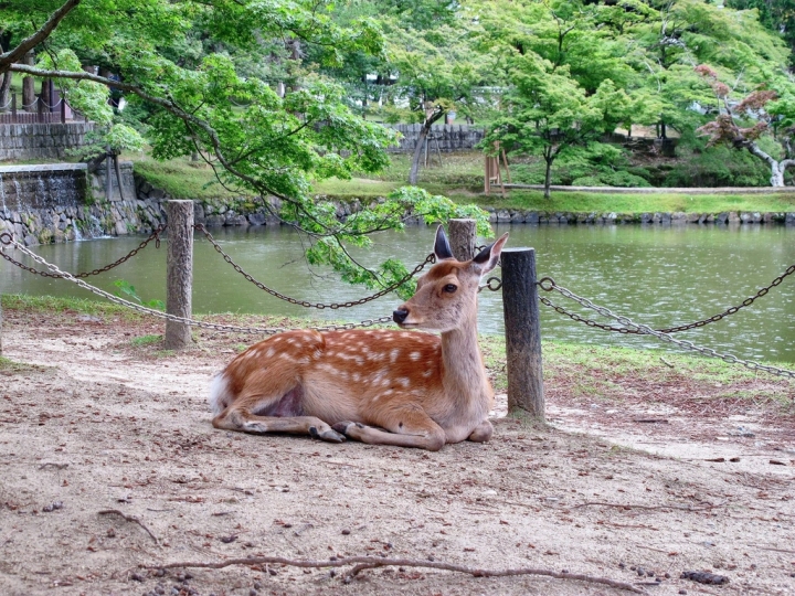 【Nara.走跳】奈良公園遇見小鹿斑比與東大寺朝聖奈良大佛