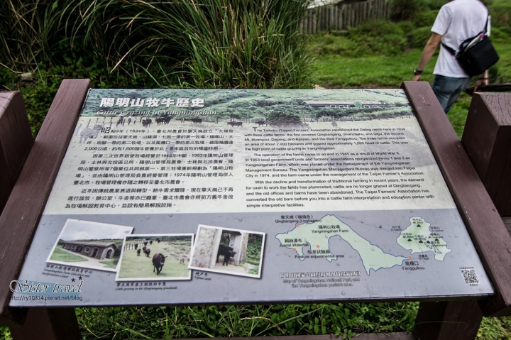 旅記 ▏【台北】擎天崗大草原-在大草原和小黑牛一起約會