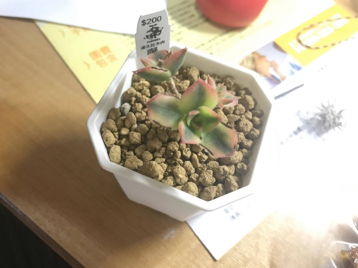 請教植物葉子發黑 原因