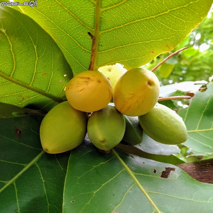 大葉欖仁 台南市安平區府平公園 7月30號