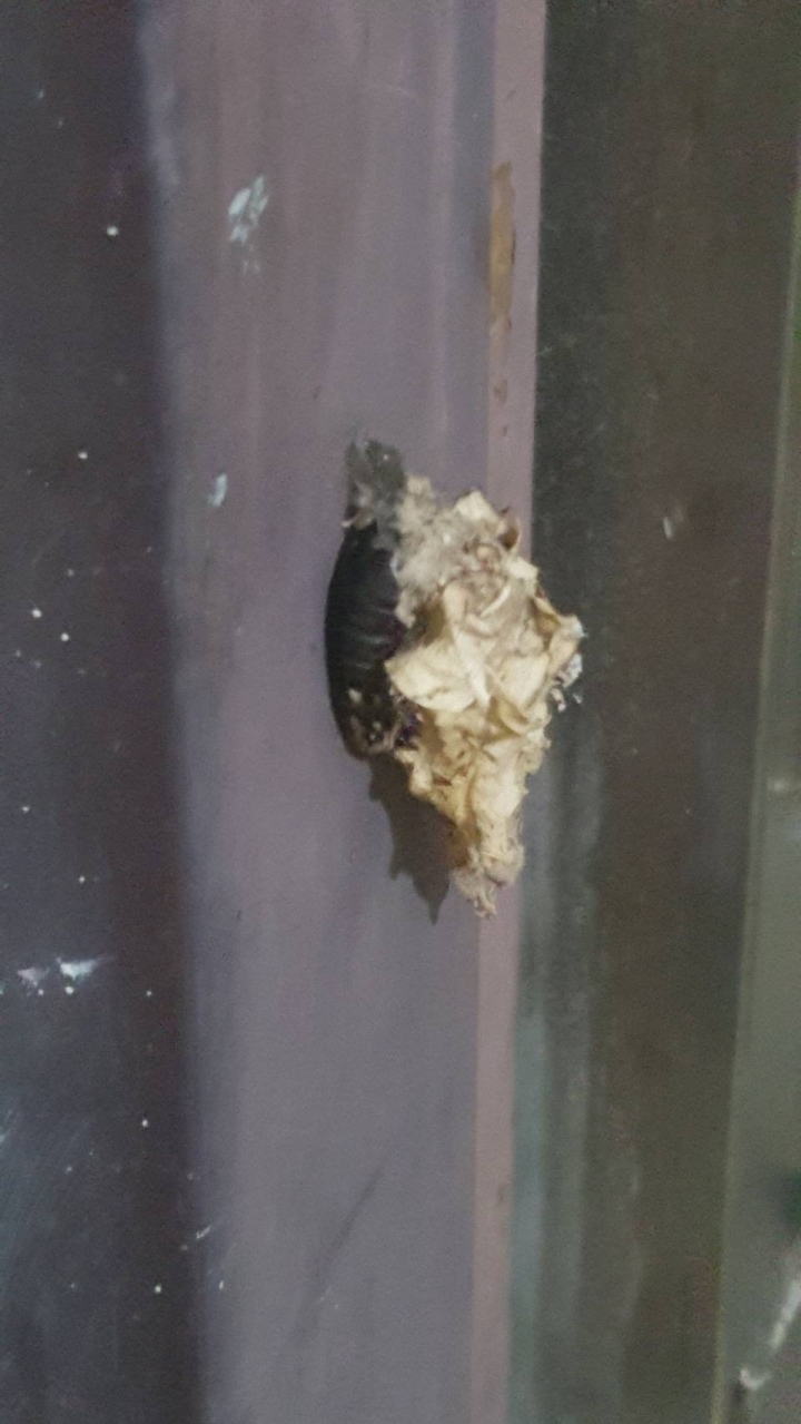 請問這是什麼蟲？