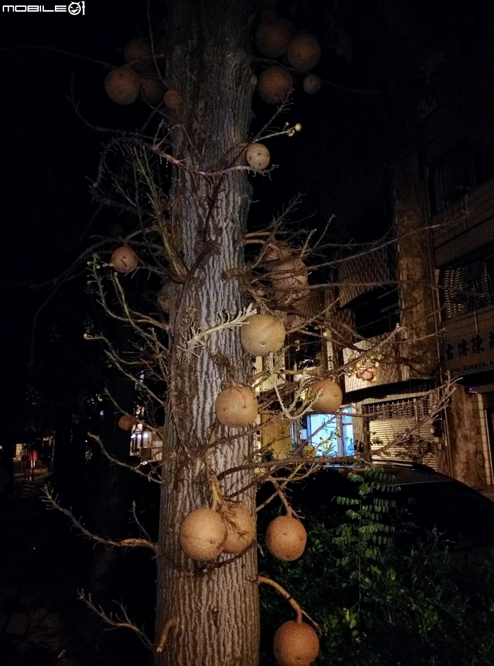 砲彈樹 台南市中西區光賢公園7月20號夜拍
