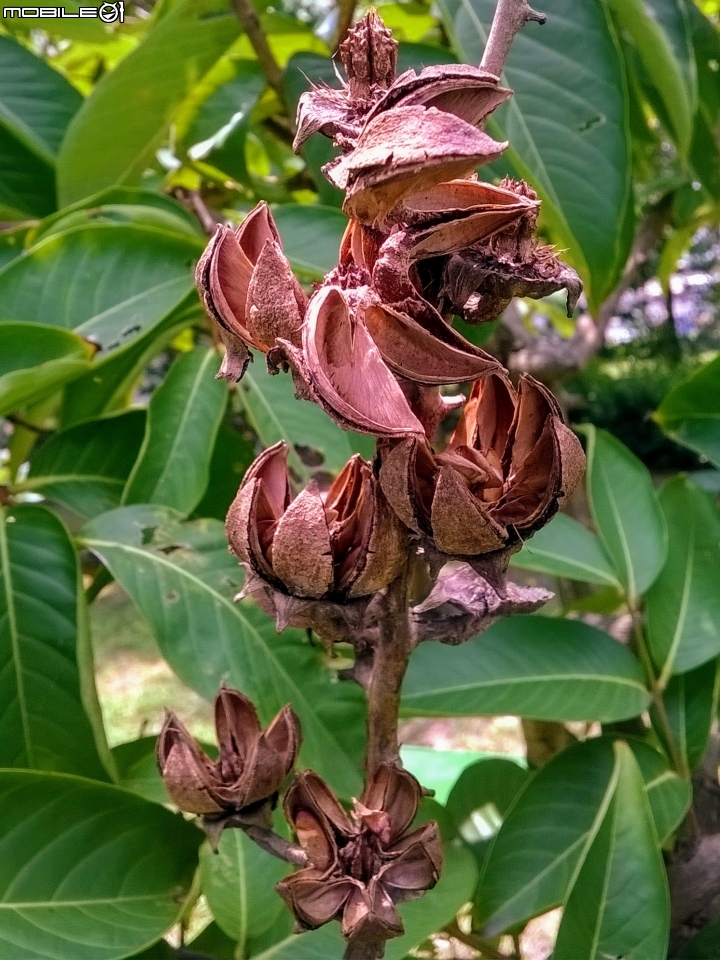 瓊崖海棠-胡桐 台南市東區後甲公園7月16號