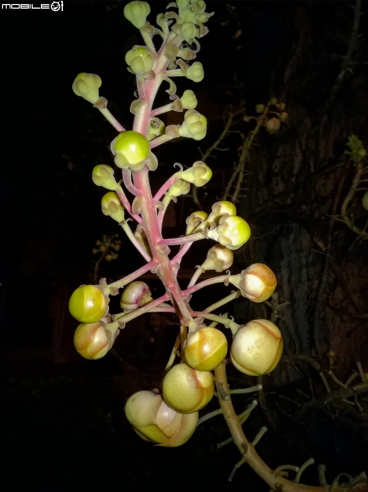 砲彈樹 台南市中西區光賢公園7月20號夜拍