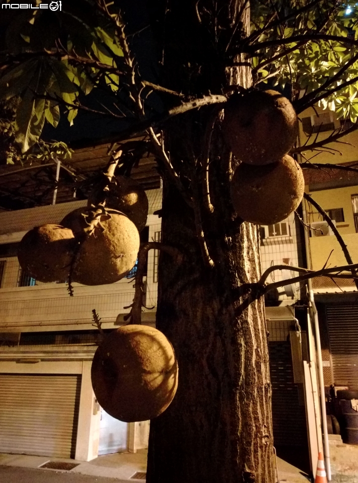 砲彈樹 台南市中西區光賢公園7月20號夜拍
