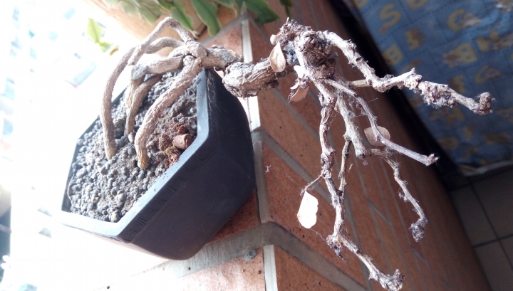 請教照片中植物?