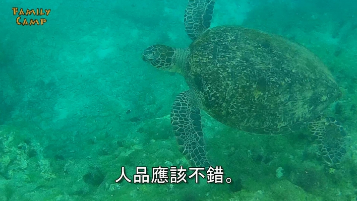 小琉球海岸淨灘活動與跳島露營/花瓶岩浮潛