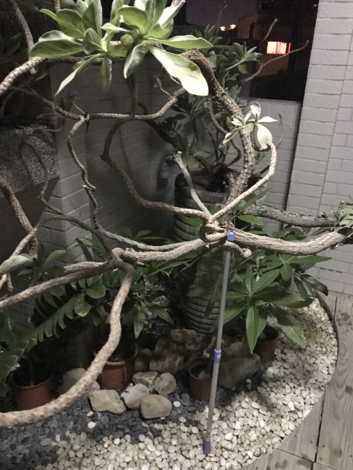 請問各位前輩這是什麼植物? 好像出了一點問題