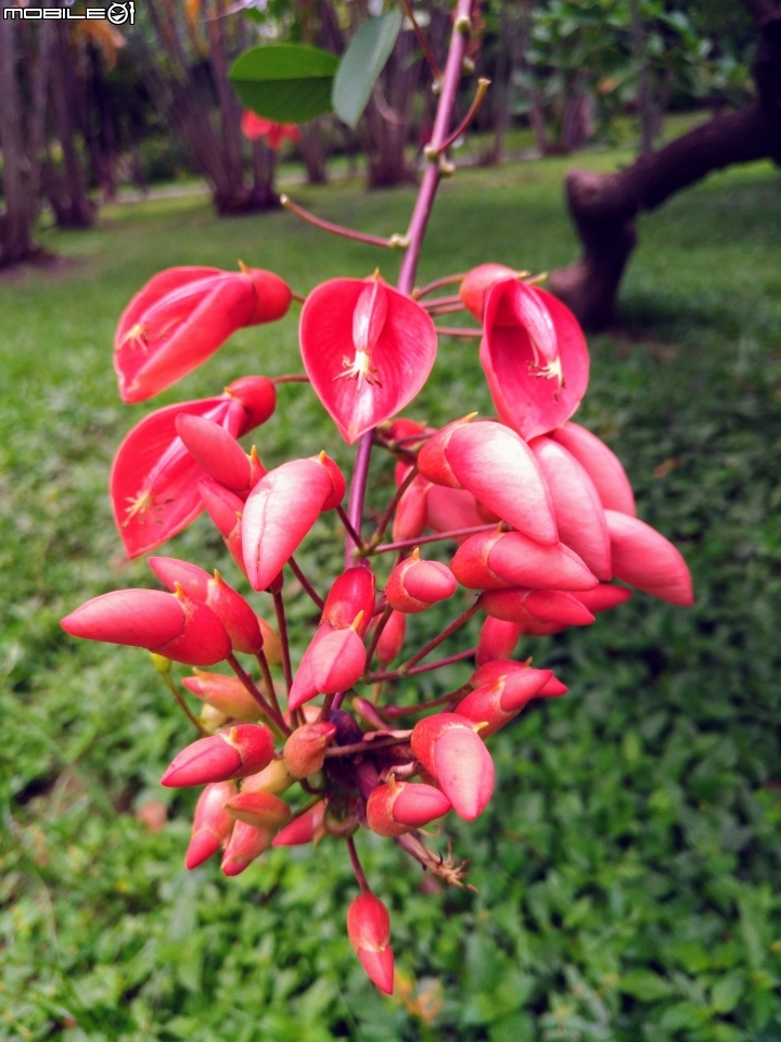 台南市億載公園 7月30號大雨前 羅漢松結果 耳莢相思樹 木麻黃結果 台灣扁柏 海檬果(有毒) 福木 黃椰子 雞冠刺桐 猢猻木