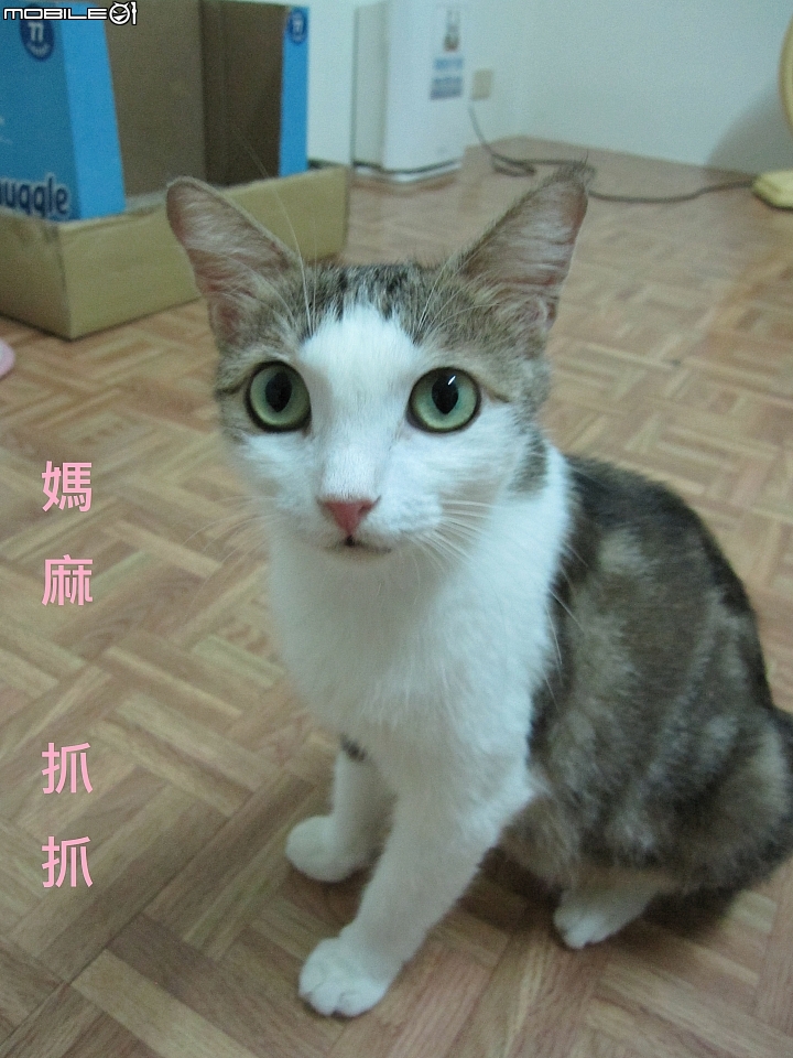 **認養**台南-超親人母帶子1+4