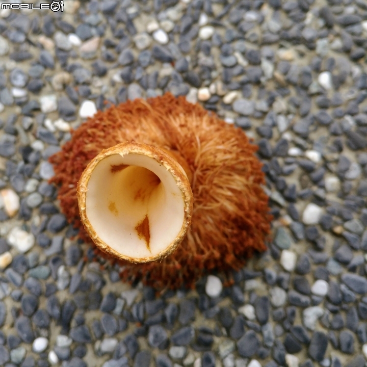 台南市億載公園 7月30號大雨前 羅漢松結果 耳莢相思樹 木麻黃結果 台灣扁柏 海檬果(有毒) 福木 黃椰子 雞冠刺桐 猢猻木