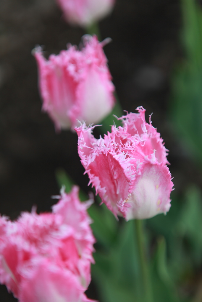 北國春季賞花遊~~宛如小荷蘭的上湧別鬱金香公園