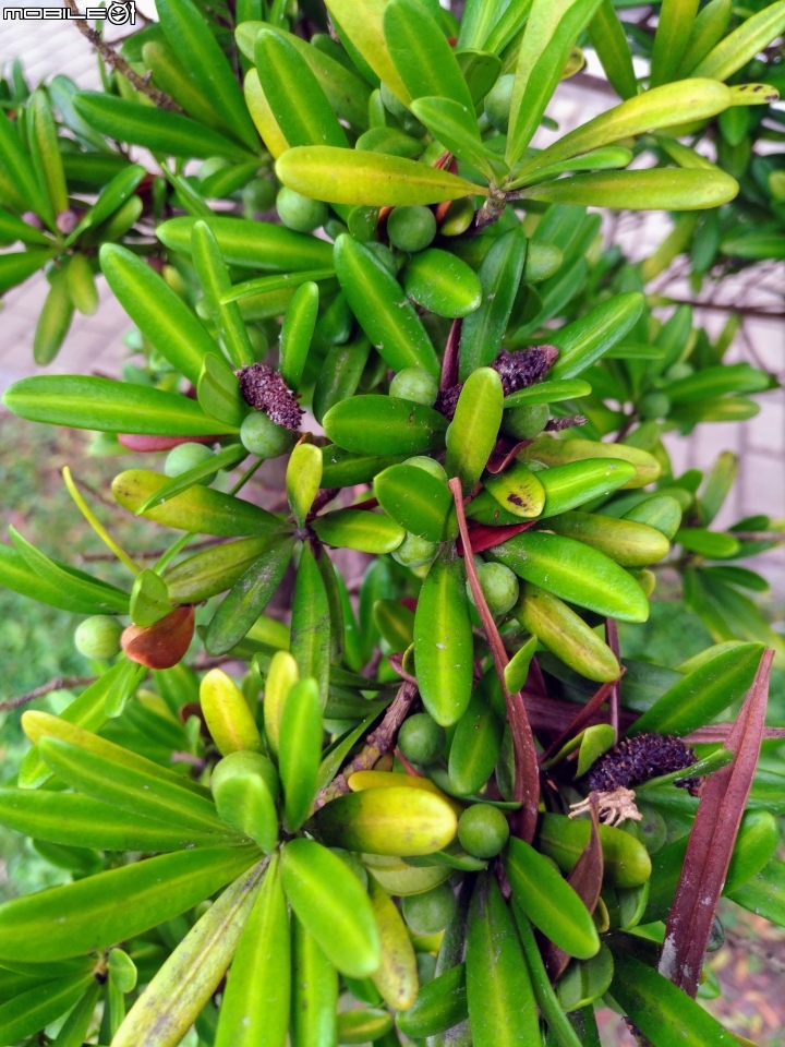 台南市億載公園 7月30號大雨前 羅漢松結果 耳莢相思樹 木麻黃結果 台灣扁柏 海檬果(有毒) 福木 黃椰子 雞冠刺桐 猢猻木