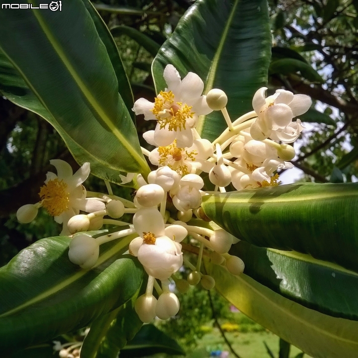 瓊崖海棠-胡桐 台南市東區後甲公園7月16號