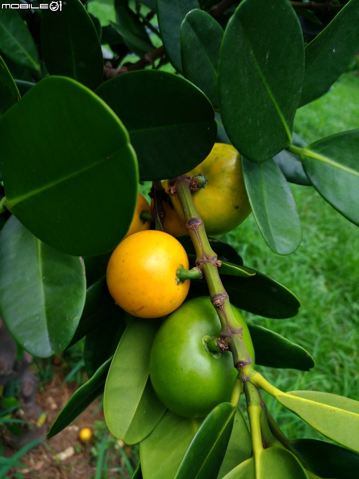 台南市億載公園 7月30號大雨前 羅漢松結果 耳莢相思樹 木麻黃結果 台灣扁柏 海檬果(有毒) 福木 黃椰子 雞冠刺桐 猢猻木