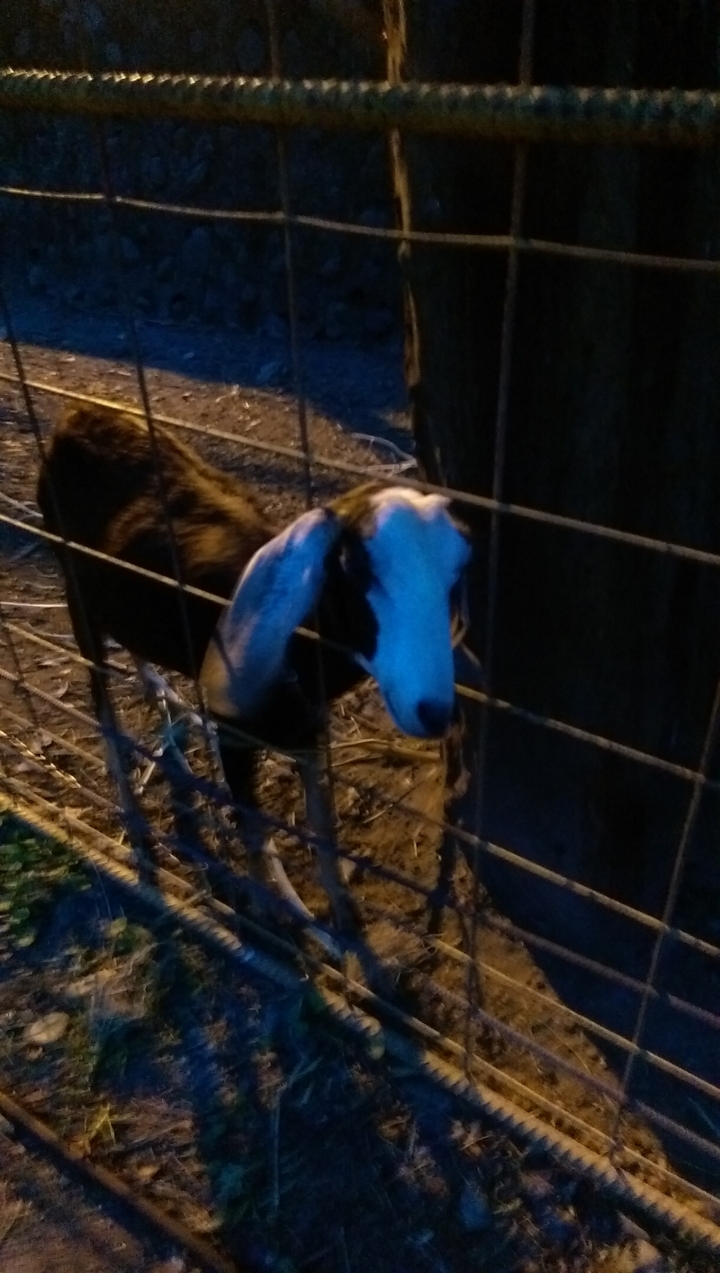 ★那些Bikepacking的日子★ - 武荖坑林道+東澳國小