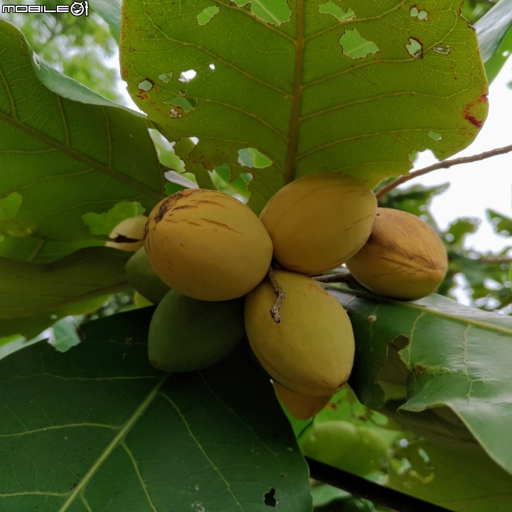 大葉欖仁 台南市安平區府平公園 7月30號
