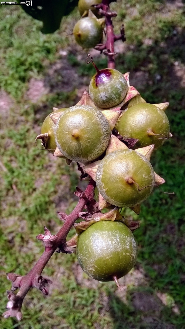 瓊崖海棠-胡桐 台南市東區後甲公園7月16號