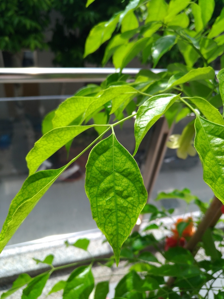 請教這是甚麼植物??