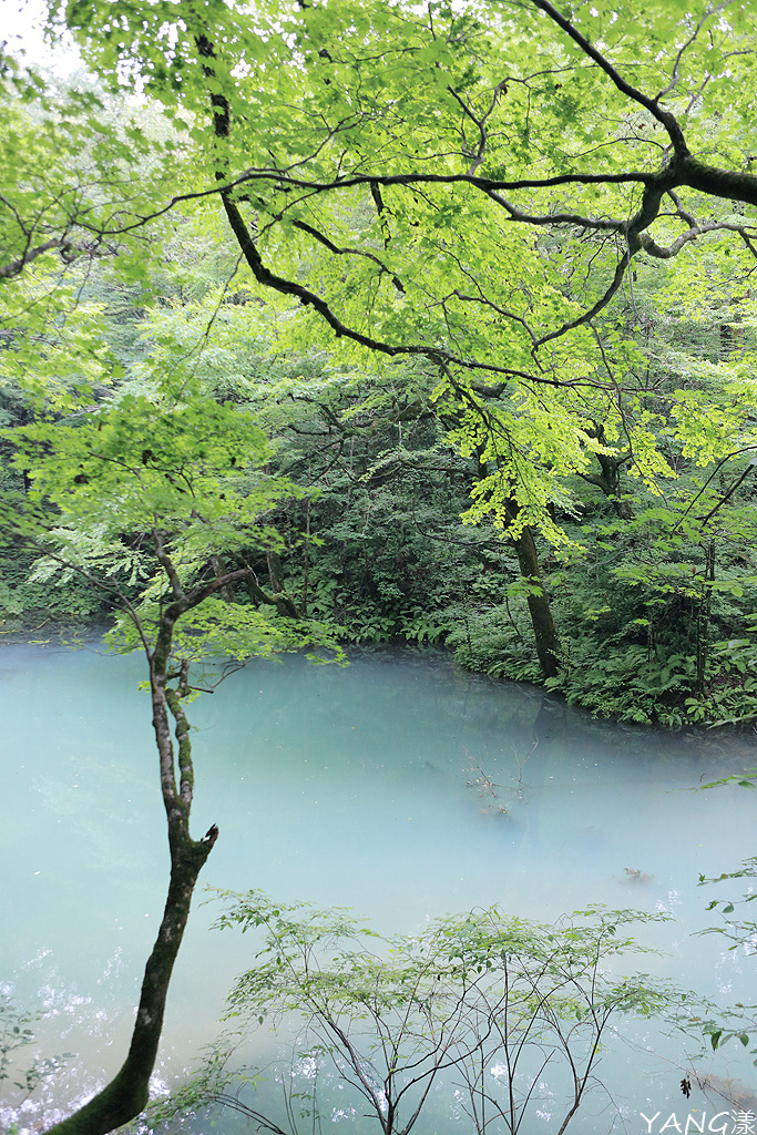 【青森】夏遊白神十二湖,漫步翠綠山毛櫸林,賞藍寶石般美麗青池