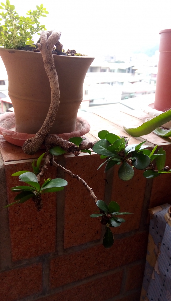 請教照片中植物?