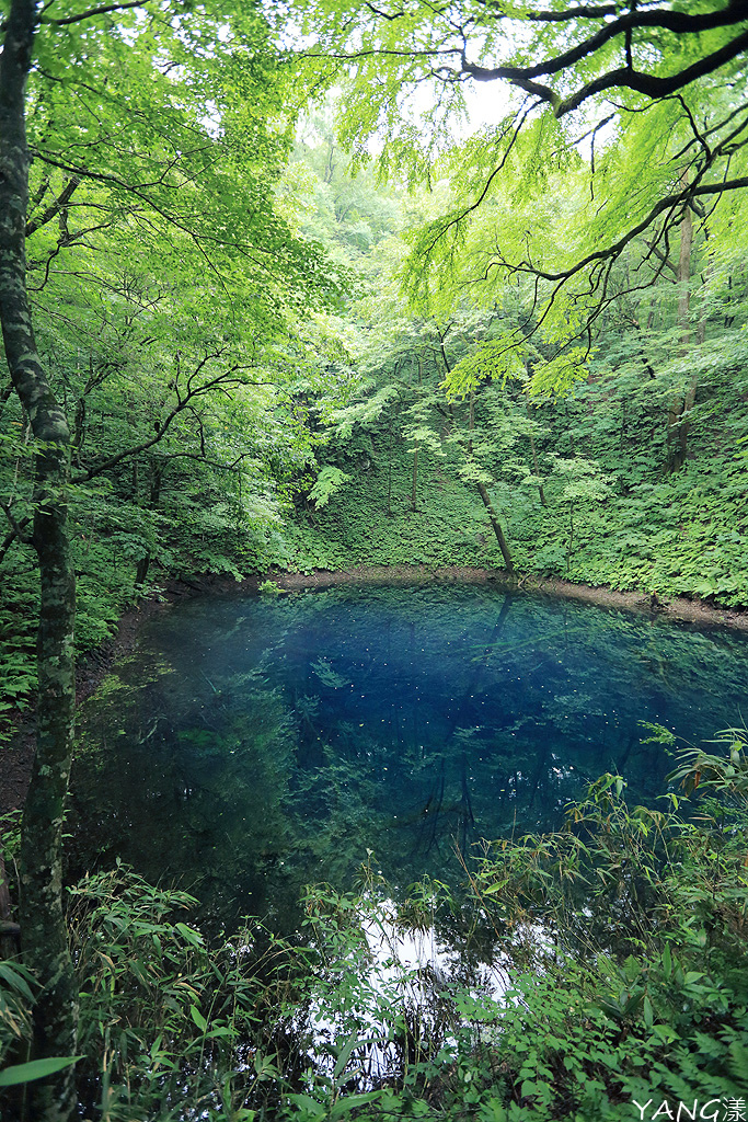 【青森】夏遊白神十二湖,漫步翠綠山毛櫸林,賞藍寶石般美麗青池