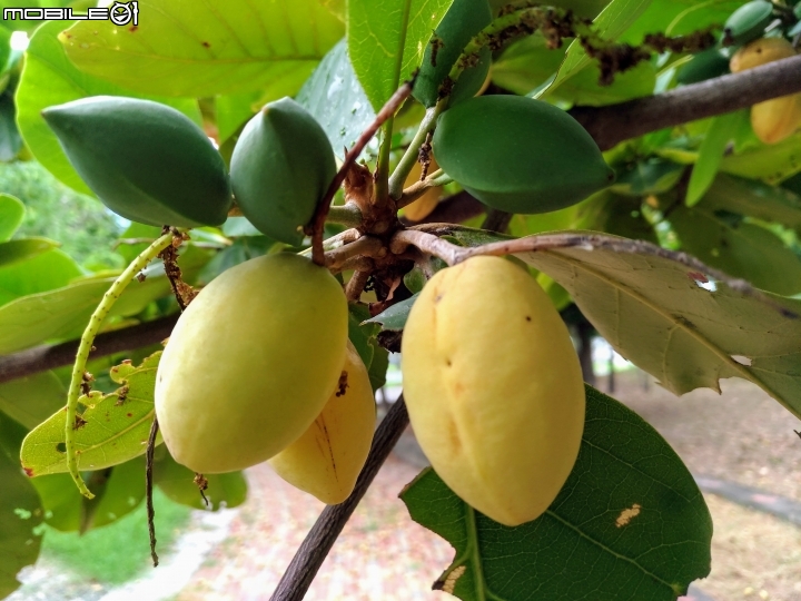 大葉欖仁 台南市安平區府平公園 7月30號