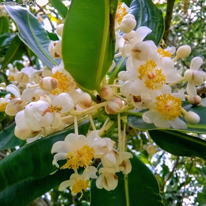 瓊崖海棠-胡桐 台南市東區後甲公園7月16號