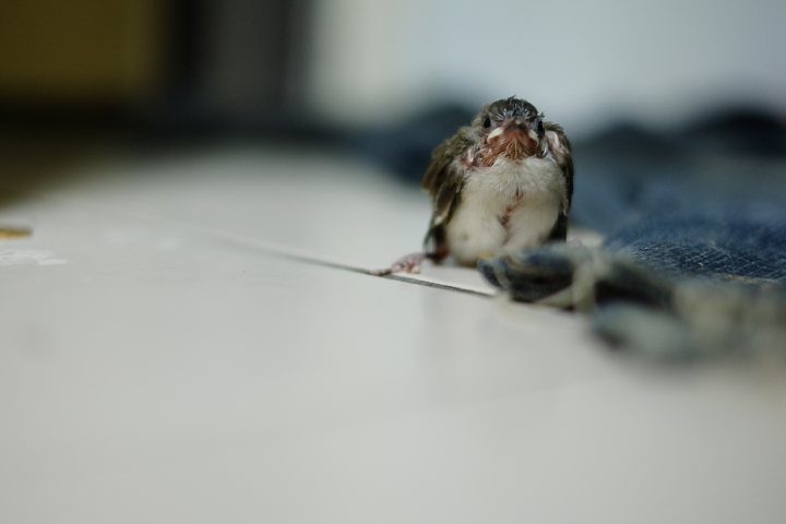 救命呀 回到家小鳥家中坐