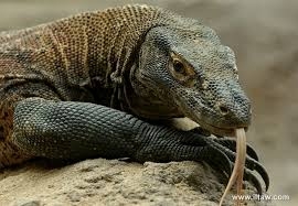 美國 神秘農場 KOMODO DRAGON 背包