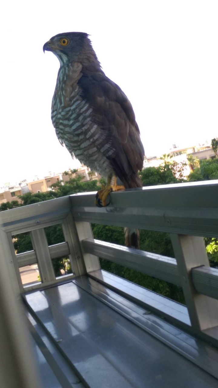 請問這是什麼鳥