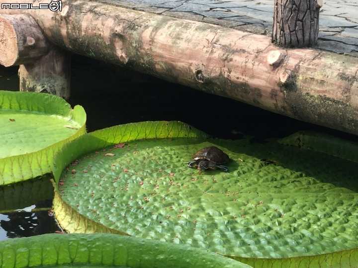 《雙溪公園》大王蓮盛開