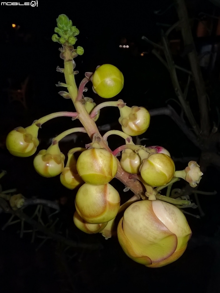 砲彈樹 台南市中西區光賢公園7月20號夜拍