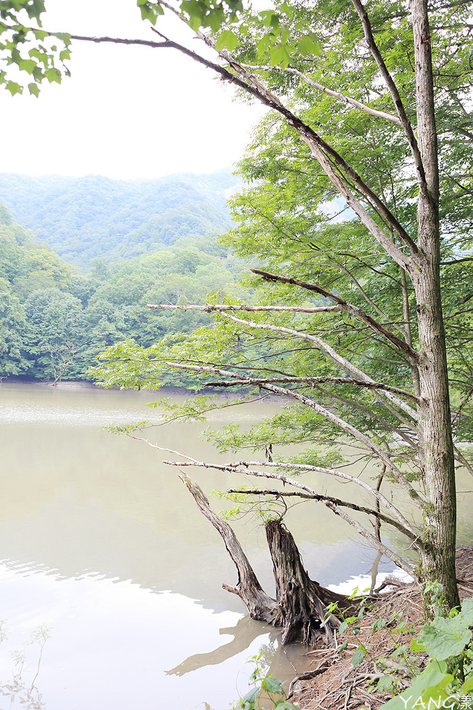 【青森】夏遊白神十二湖,漫步翠綠山毛櫸林,賞藍寶石般美麗青池