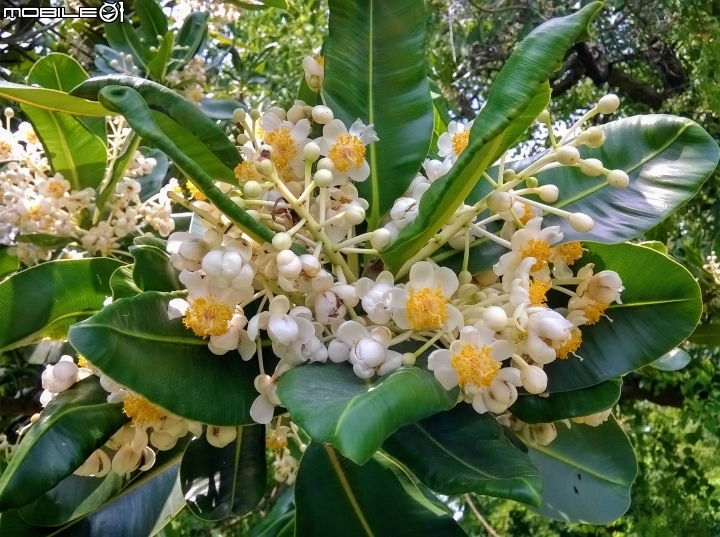 瓊崖海棠-胡桐 台南市東區後甲公園7月16號